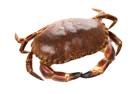 Brown Crab