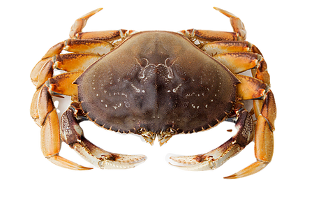 Dungeness Crab