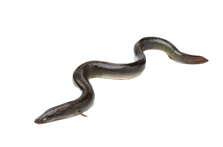 Eel